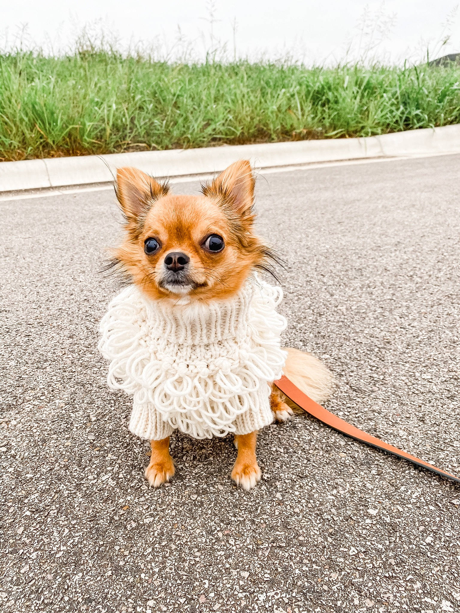 Chelsea is registered to the contest to win money with this photo: canidae, carnivore, chihuahua, companion_dog, dog, dog_breed, dog_clothes, eyewear, fawn, leash, mammal, pembroke_welsh_corgi, pomeranian, puppy, road, snout, spitz, sunglasses, toy_dog