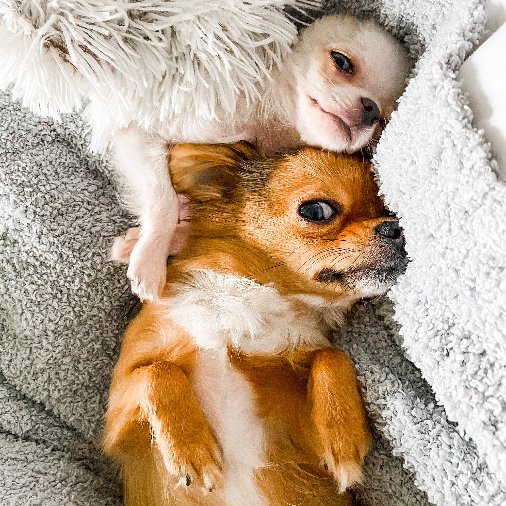 Chelsea joined the competition — help win amazing prizes! canidae, carnivore, chihuahua, companion_dog, dog, dog_breed, dog_clothes, fawn, fur, mammal, pomeranian, puppy, puppy_love, russkiy_toy, skin, snout, toy_dog, whiskers