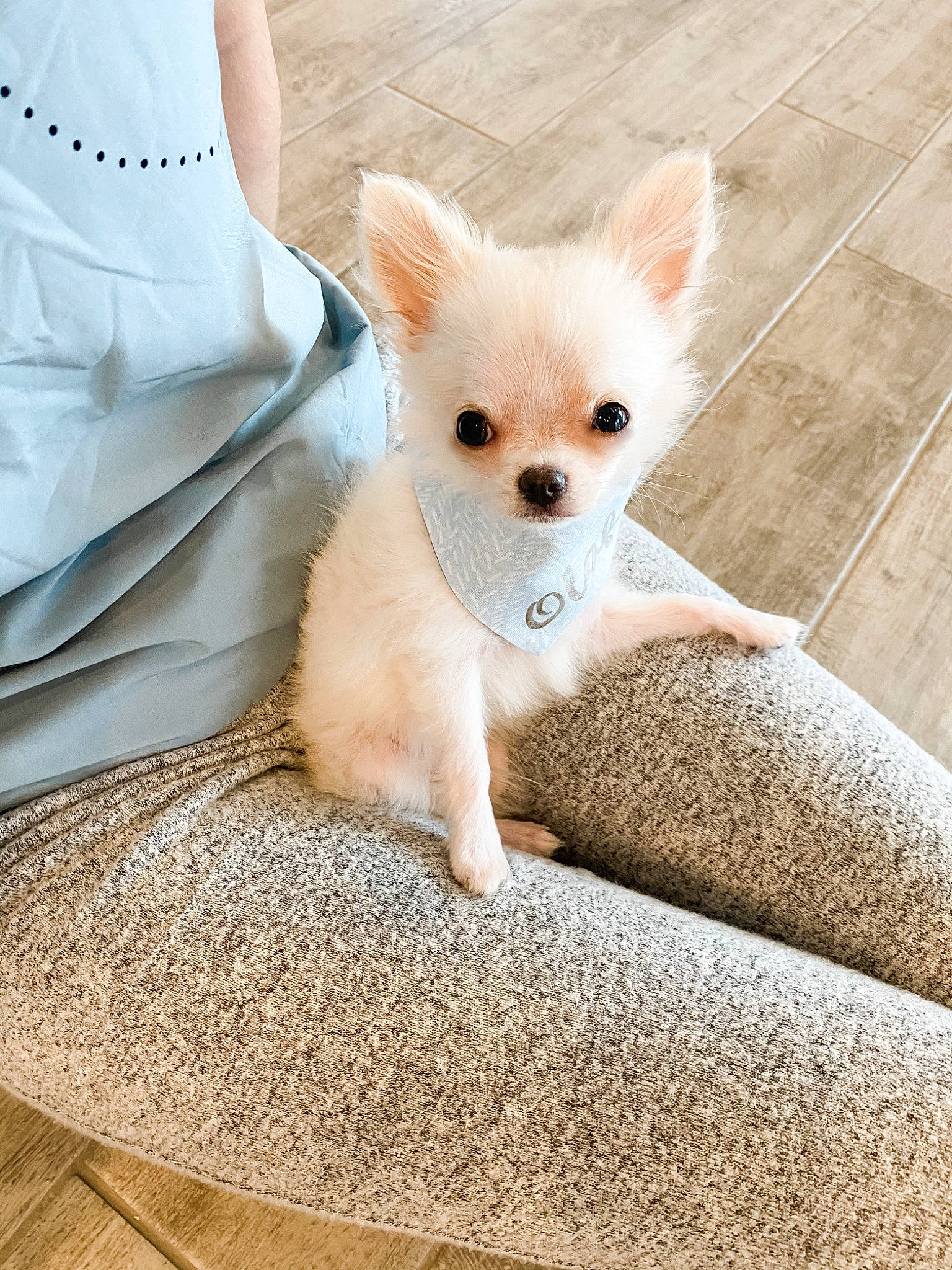 Olaf joined the competition — help win amazing prizes! canidae, carnivore, chihuahua, companion_dog, dog, dog_breed, dog_clothes, ear, fawn, mammal, non_sporting_group, pomeranian, puppy, skin, snout, toy_dog, vertebrate