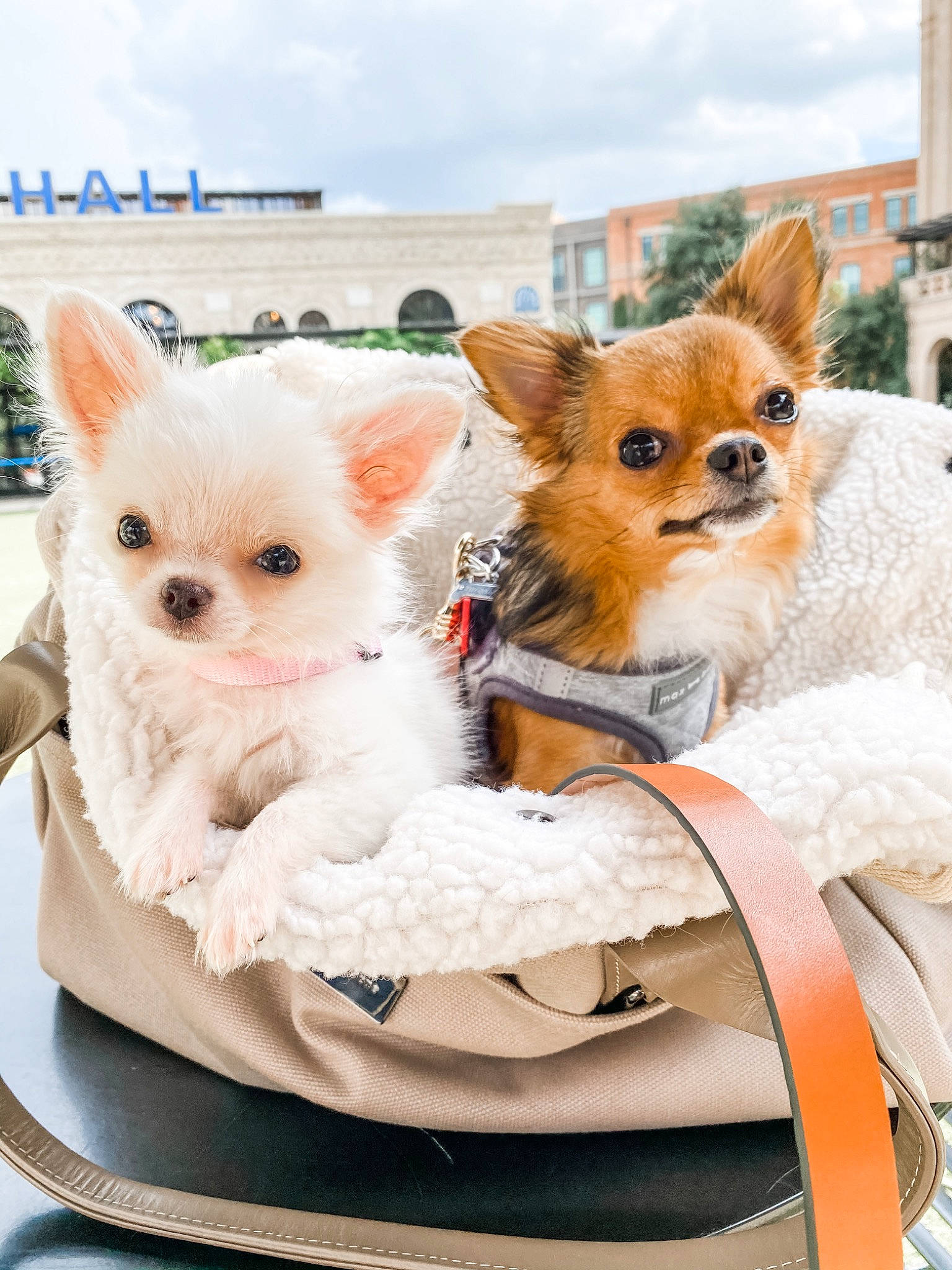 Olaf joined the competition — help win amazing prizes! canidae, carnivore, chihuahua, companion_dog, dog, dog_breed, ear, fawn, mammal, pembroke_welsh_corgi, pomeranian, puppy, snout, toy_dog, vertebrate, whiskers