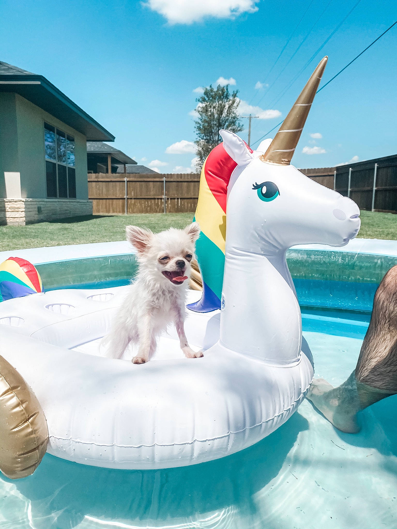 Olaf is registered to the contest to win money with this photo: canidae, carnivore, companion_dog, dog, dog_breed, fawn, fun, games, inflatable, leisure, non_sporting_group, recreation, swimming_pool