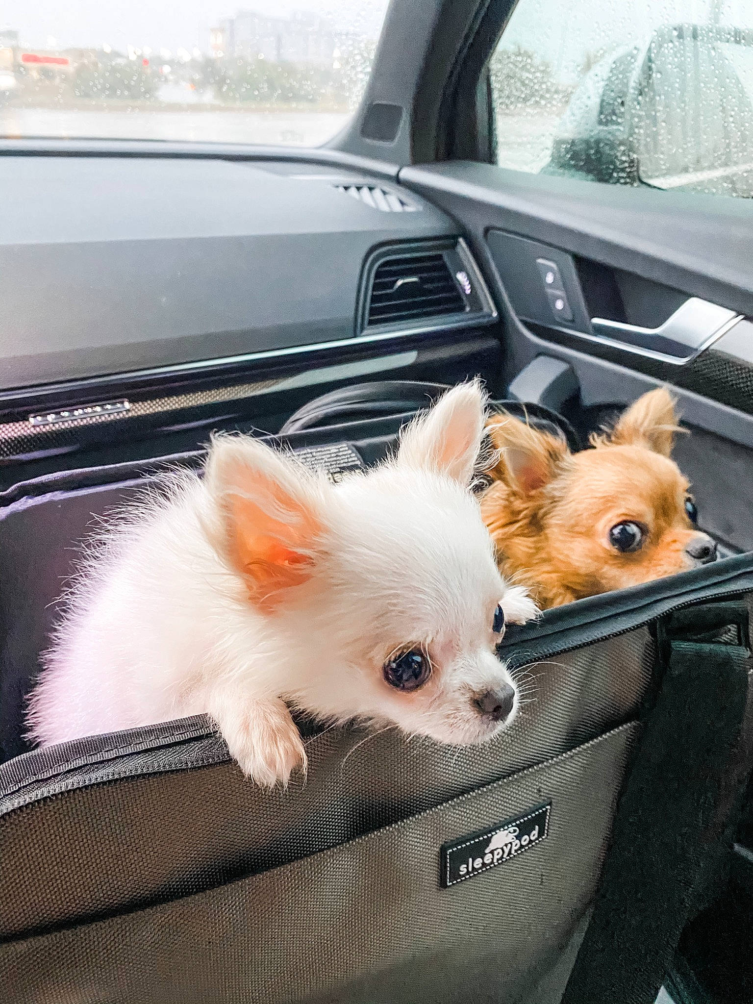 Olaf is registered to the contest to win money with this photo: canidae, car, carnivore, chihuahua, companion_dog, dog, dog_breed, fawn, german_spitz_mittel, mammal, non_sporting_group, pomeranian, puppy, snout, spitz, toy_dog, vehicle, vertebrate