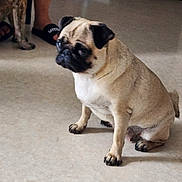 Bubble participe au concours pour gagner de l'argent avec cette photo : pug, dog, canine, pet, sitting, indoor, carpet, living_room, wrinkles, black_mask, fawn_coat, white_chest, floppy_ears, short_snout, grumpy_expression, background_dog, person, legs, home, portrait