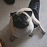 Bubble a rejoint le concours — aidez-le/la à gagner de superbes lots ! dog, pug, pet, animal, sitting, face, eyes, wrinkles, short_hair, black_and_fawn, indoor, floor, footwear, sandals, slipper, human_feet, handbag, fashion, portrait, funny