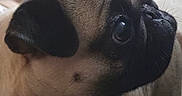 Bubble a rejoint le concours — aidez-le/la à gagner de superbes lots ! pug, dog, pet, canine, sitting, wide_eyed, black_face, short_muzzle, wrinkles, fawn_coat, indoors, floor, sandal, footwear, portrait, close_up, looking_up, animal, companion_animal, funny_expression