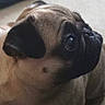 pug, dog, pet, canine, sitting, wide_eyed, black_face, short_muzzle, wrinkles, fawn_coat, indoors, floor, sandal, footwear, portrait, close_up, looking_up, animal, companion_animal, funny_expression