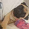 Bubble participe au concours pour gagner de l'argent avec cette photo : pug, dog, pet, sleepy, lying_down, upside_down, face, eyes, wrinkles, paw, fur, blanket, knitted_blanket, couch, cushion, indoor, cozy, portrait, brown_fur, relaxed