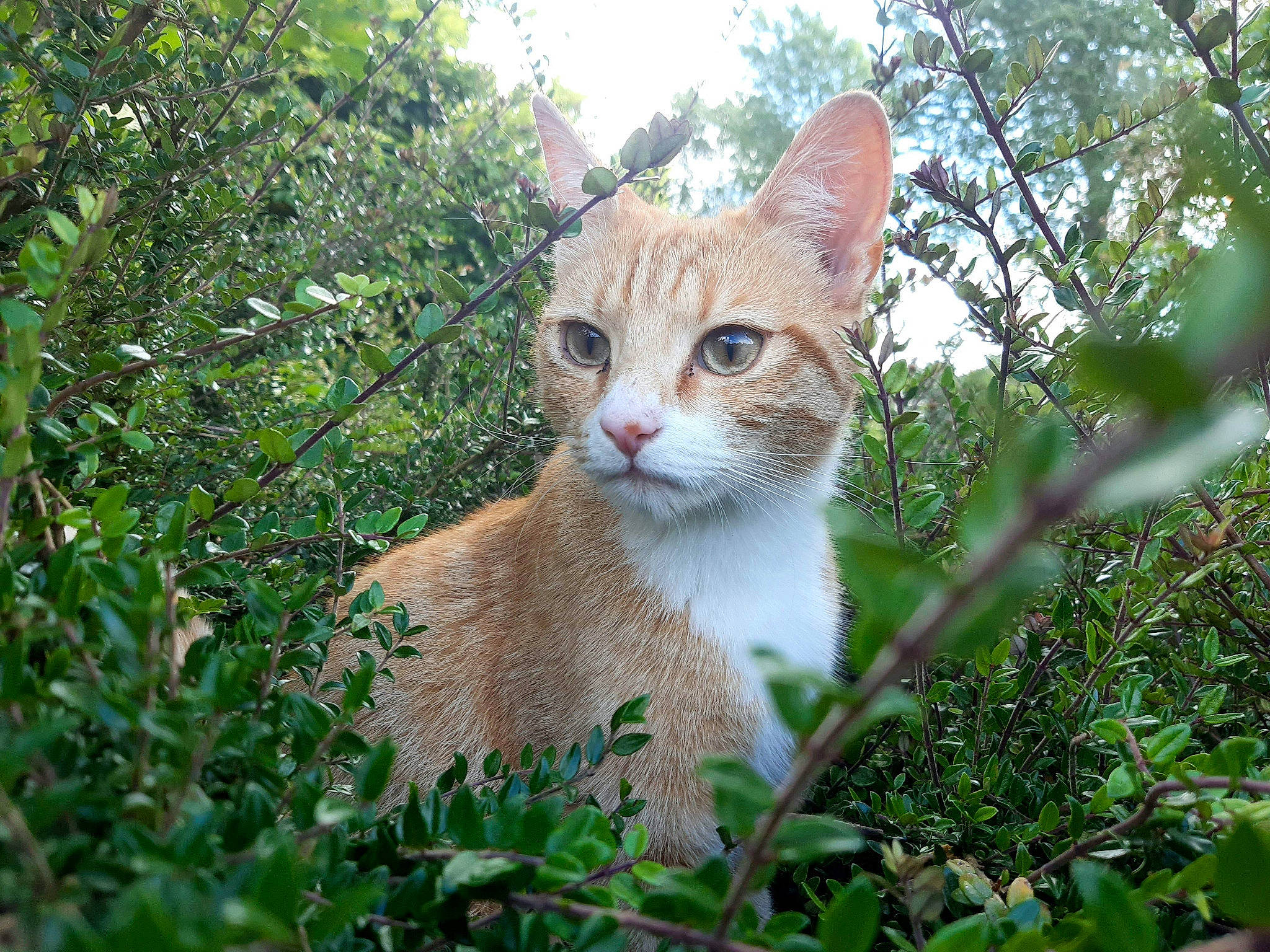 Sunny a rejoint le concours — aidez-le/la à gagner de superbes lots ! carnivore, cat, domestic_short_haired_cat, eye, fawn, felidae, forest, fur, grass, groundcover, jungle, plant, small_to_medium_sized_cats, tail, terrestrial_animal, tree, twig, whiskers, wildlife, wood