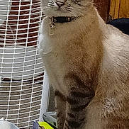 Lottie is registered to the contest to win money with this photo: cat, tabby, pet, animal, sitting, indoors, portrait, fur, whiskers, ears, eyes, collar, bell, laundry, clothes, basket, home, furniture, brown, photography