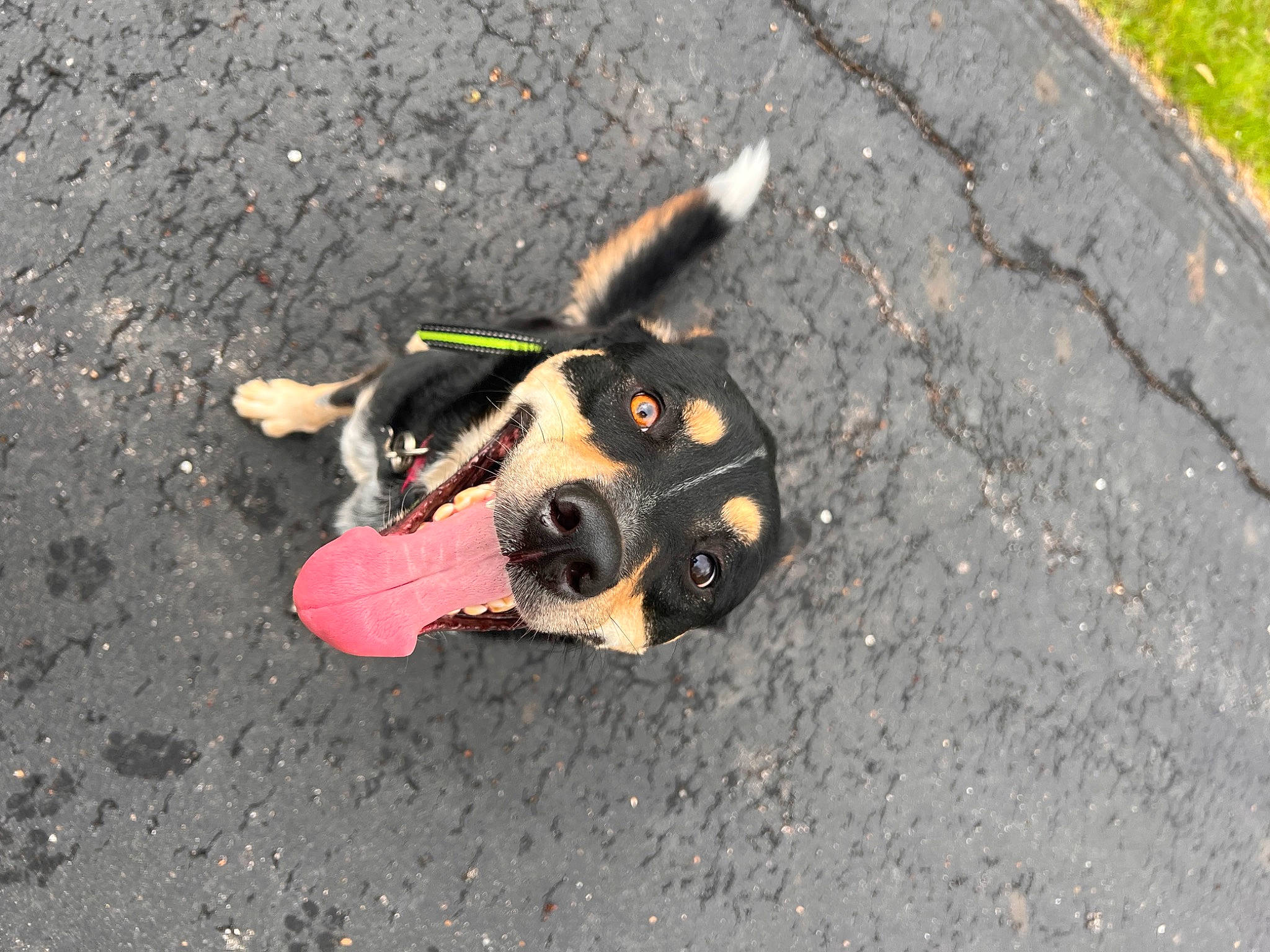 Gus Gus joined the competition — help win amazing prizes! asphalt, ball, carmine, carnivore, companion_dog, concrete, dog, dog_breed, fawn, grass, paw, personal_protective_equipment, road, road_surface, shadow, sidewalk, soil, street_dog, tar, toy