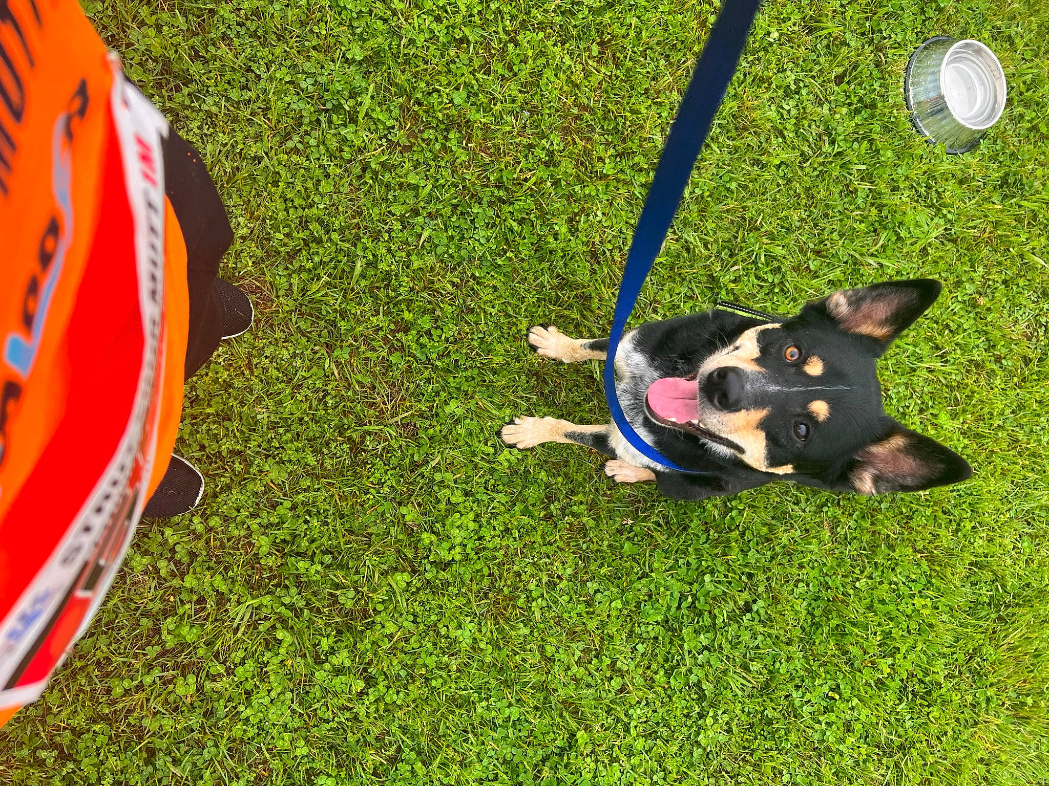 Gus Gus is registered to the contest to win money with this photo: art, artificial_turf, automotive_tire, carnivore, companion_dog, dog, dog_breed, electric_blue, flooring, grass, guard_dog, herding_dog, lawn, plant, shadow, sporting_group, tail, toy_dog, working_animal, working_dog