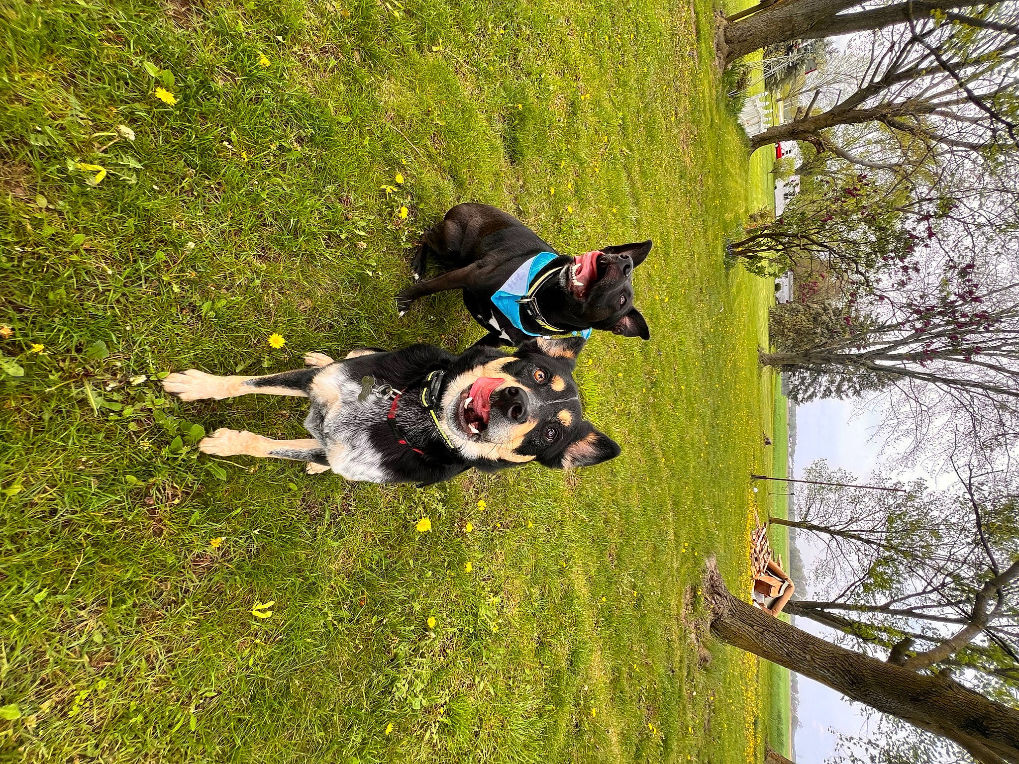 Gus Gus joined the competition — help win amazing prizes! canidae, carnivore, companion_dog, dog, dog_breed, dog_supply, grass, grassland, groundcover, leisure, pasture, people_in_nature, plant, recreation, sky, sporting_group, tail, tree, trunk, working_animal