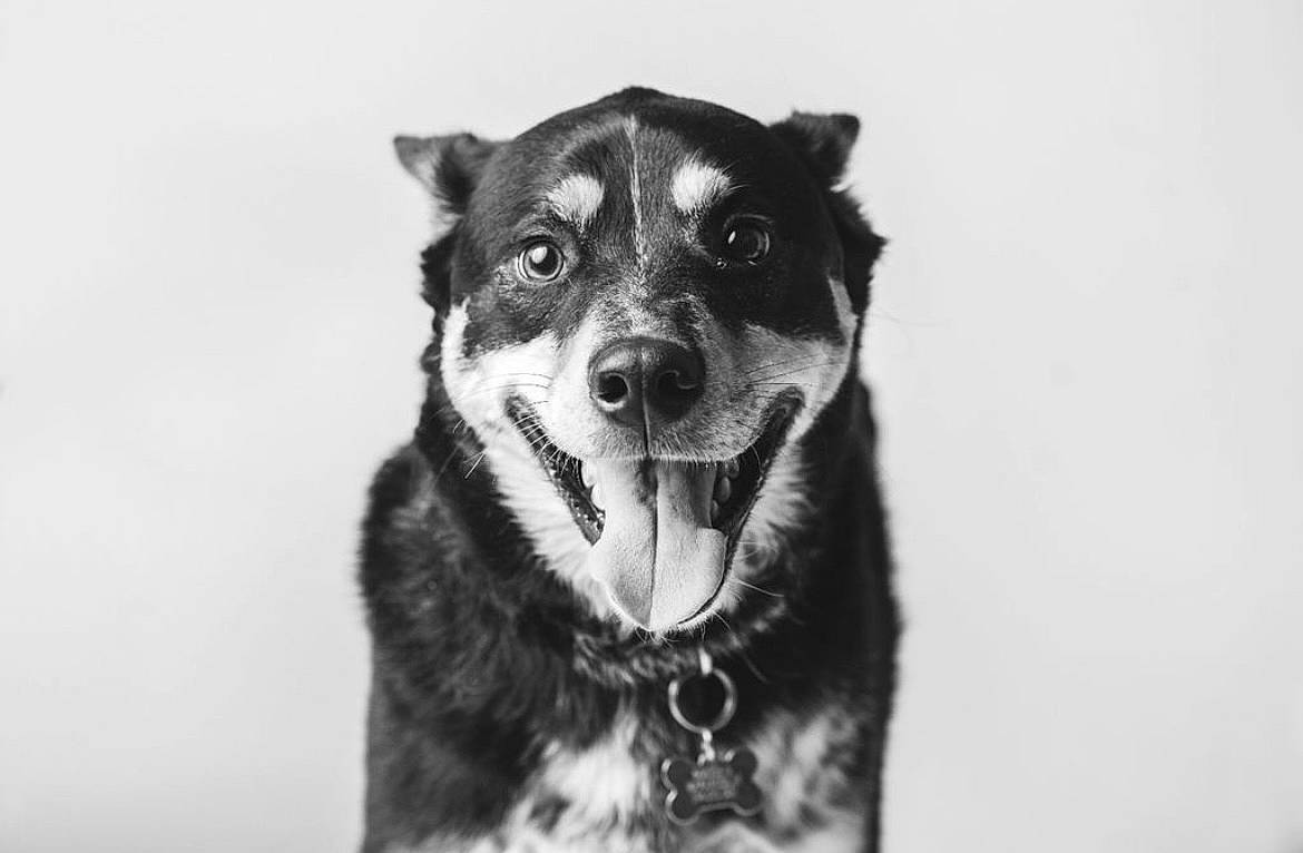 Gus Gus joined the competition — help win amazing prizes! ancient_dog_breeds, canidae, carnivore, close_up, collar, companion_dog, dog, dog_breed, dog_collar, fur, guard_dog, monochrome, monochrome_photography, sky, snout, sporting_group, terrestrial_animal, whiskers, working_animal, working_dog