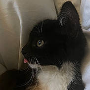 Nyako participe au concours pour gagner de l'argent avec cette photo : animal_portrait, black_and_white, cat, close_up, comfort, cozy, cute, domestic_animal, feline, fur, hand, indoor, kitten, pet, resting, soft_texture, tongue_out, whiskers, white_background, young_animal