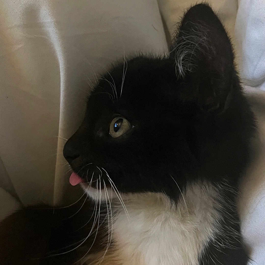 Nyako participe au concours pour gagner de l'argent avec cette photo : animal_portrait, black_and_white, cat, close_up, comfort, cozy, cute, domestic_animal, feline, fur, hand, indoor, kitten, pet, resting, soft_texture, tongue_out, whiskers, white_background, young_animal