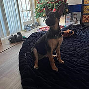 Raider joined the competition — help win amazing prizes! dog, puppy, german_shepherd, christmas_tree, holiday_decor, indoor, blanket, toy, plush_toy, window, natural_light, floor, tile_floor, curtains, cabinet, decorations, festive, pet, animal, home