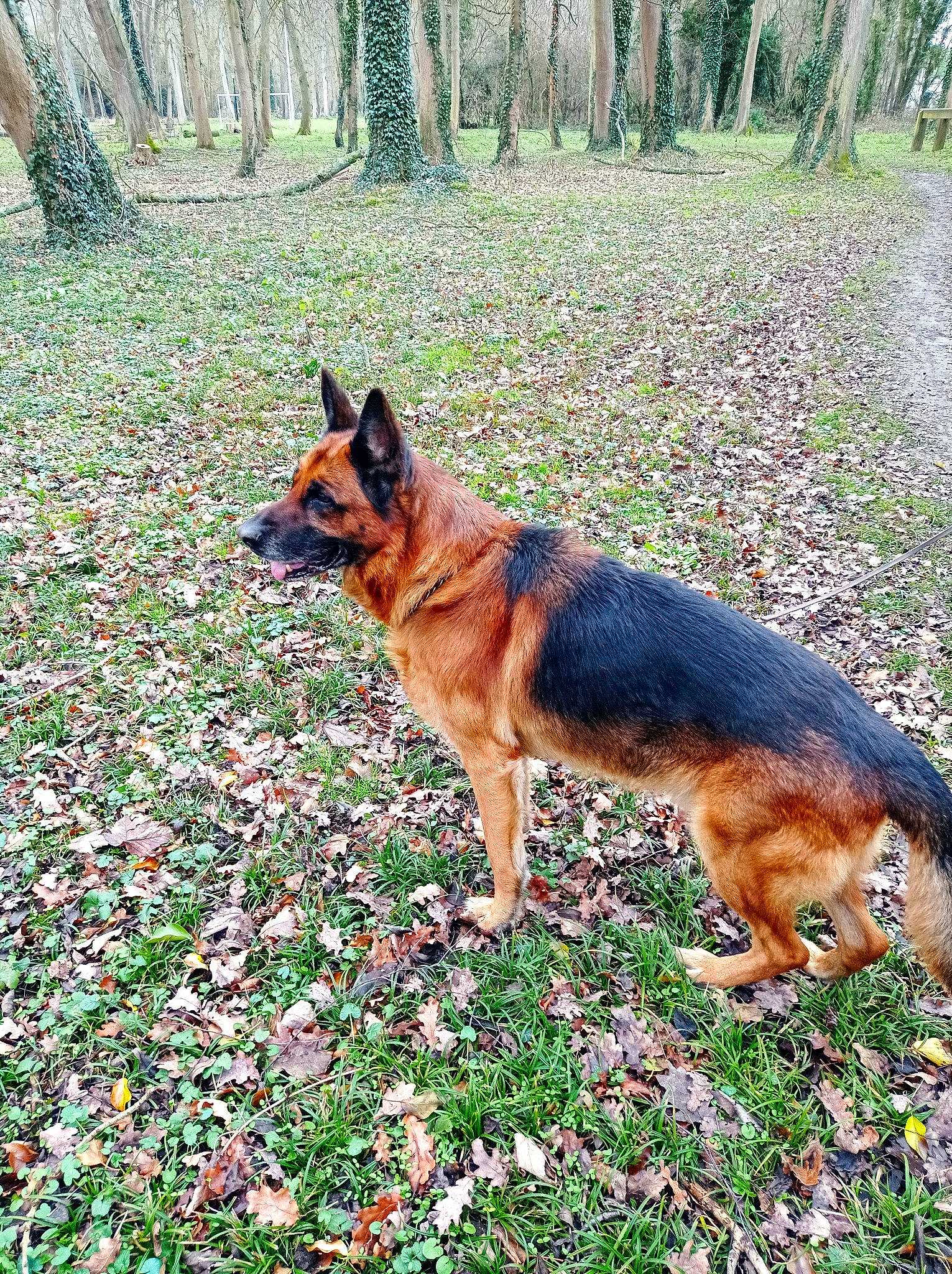 Mango a rejoint le concours — aidez-le/la à gagner de superbes lots ! canidae, canis, carnivore, dog, dog_breed, dog_hiking, east_european_shepherd, fawn, german_shepherd_dog, grass, groundcover, herding_dog, king_shepherd, northern_hardwood_forest, old_german_shepherd_dog, plant, sporting_group, temperate_broadleaf_and_mixed_forest, tree, working_dog