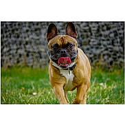 Raven a rejoint le concours — aidez-le/la à gagner de superbes lots ! dog, french_bulldog, running, tongue_out, ears_up, grass, outdoor, pet, mammal, canine, happy, playful, animal, walking, collar, closeup, brown, short_hair, nature, daylight