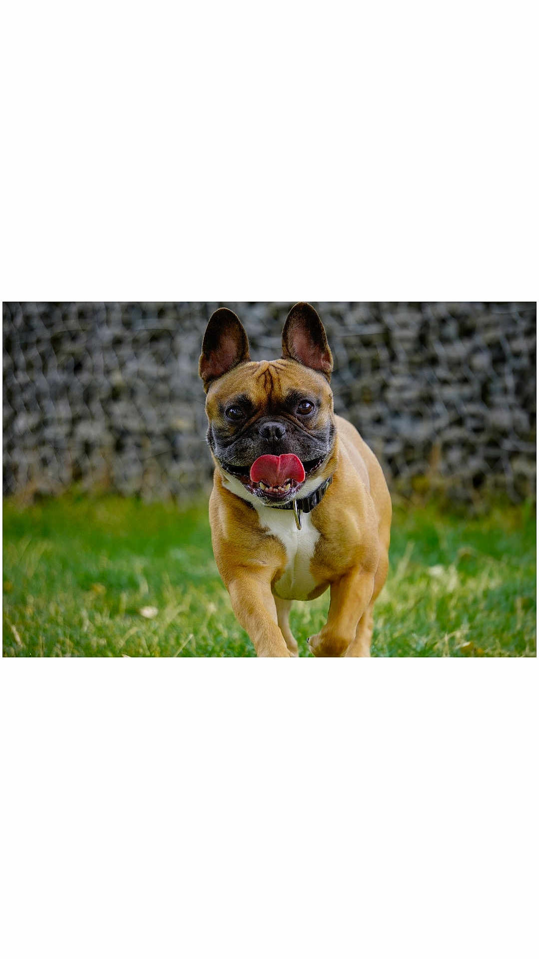 Raven a rejoint le concours — aidez-le/la à gagner de superbes lots ! dog, french_bulldog, running, tongue_out, ears_up, grass, outdoor, pet, mammal, canine, happy, playful, animal, walking, collar, closeup, brown, short_hair, nature, daylight