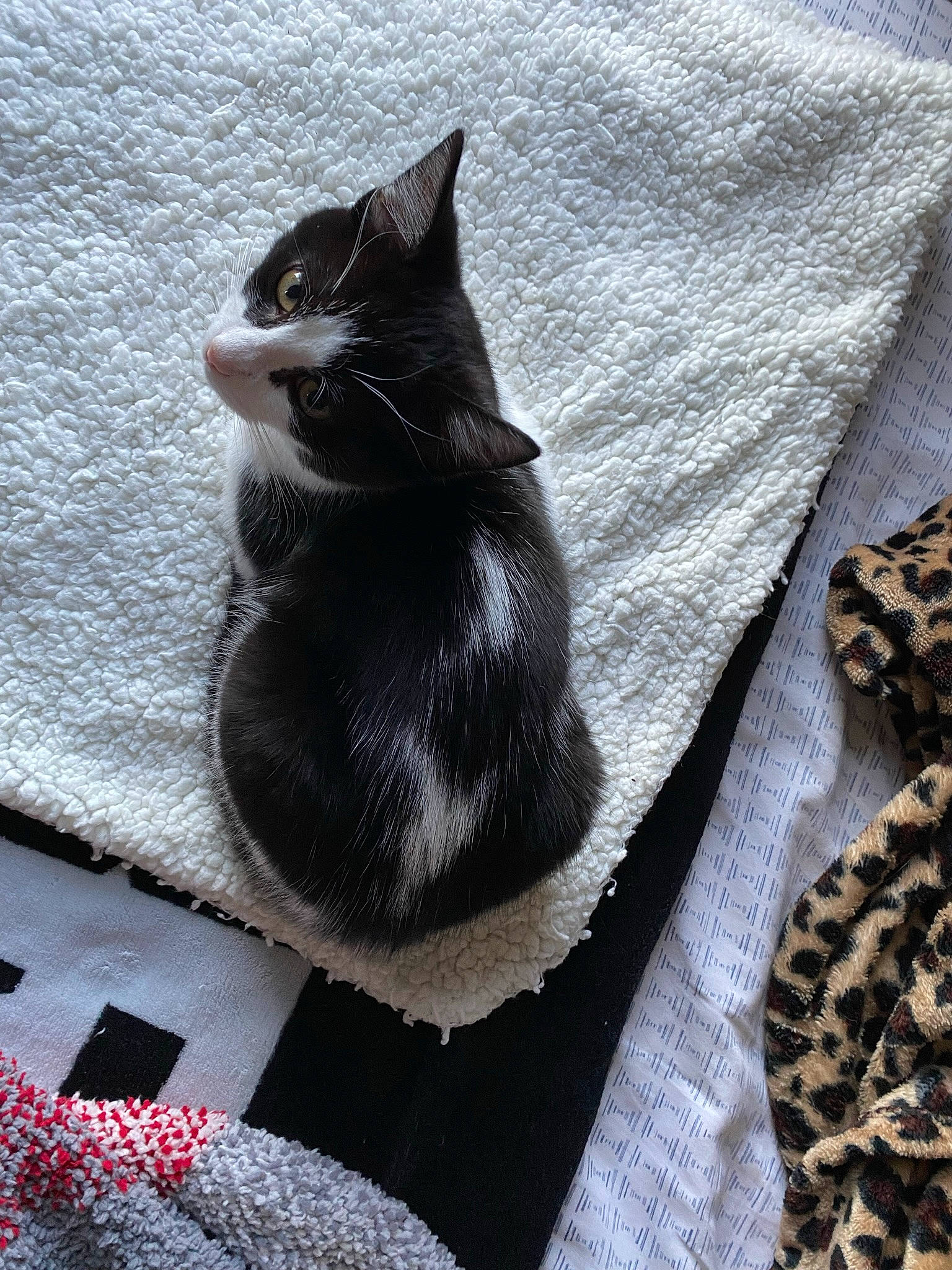 Arya is registered to the contest to win money with this photo: black_cat, carmine, carnivore, cat, claw, comfort, domestic_short_haired_cat, felidae, fur, grey, linens, pattern, paw, sitting, sleeve, small_to_medium_sized_cats, tail, textile, whiskers