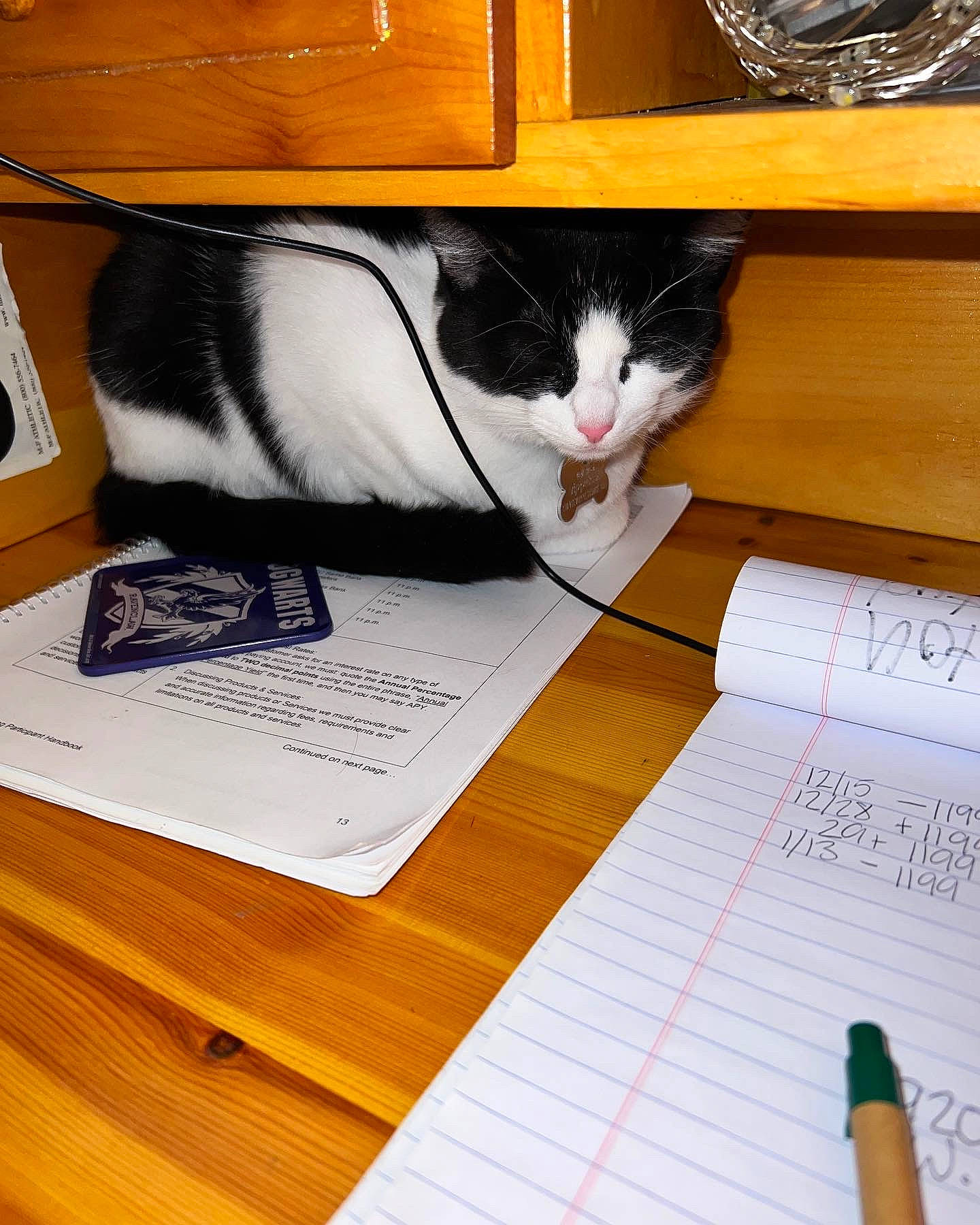 Arya joined the competition — help win amazing prizes! carnivore, cat, comfort, domestic_short_haired_cat, felidae, flooring, font, handwriting, hardwood, line, mammal, office_supplies, paper, pet_supply, small_to_medium_sized_cats, tail, vertebrate, whiskers, wood, writing_implement