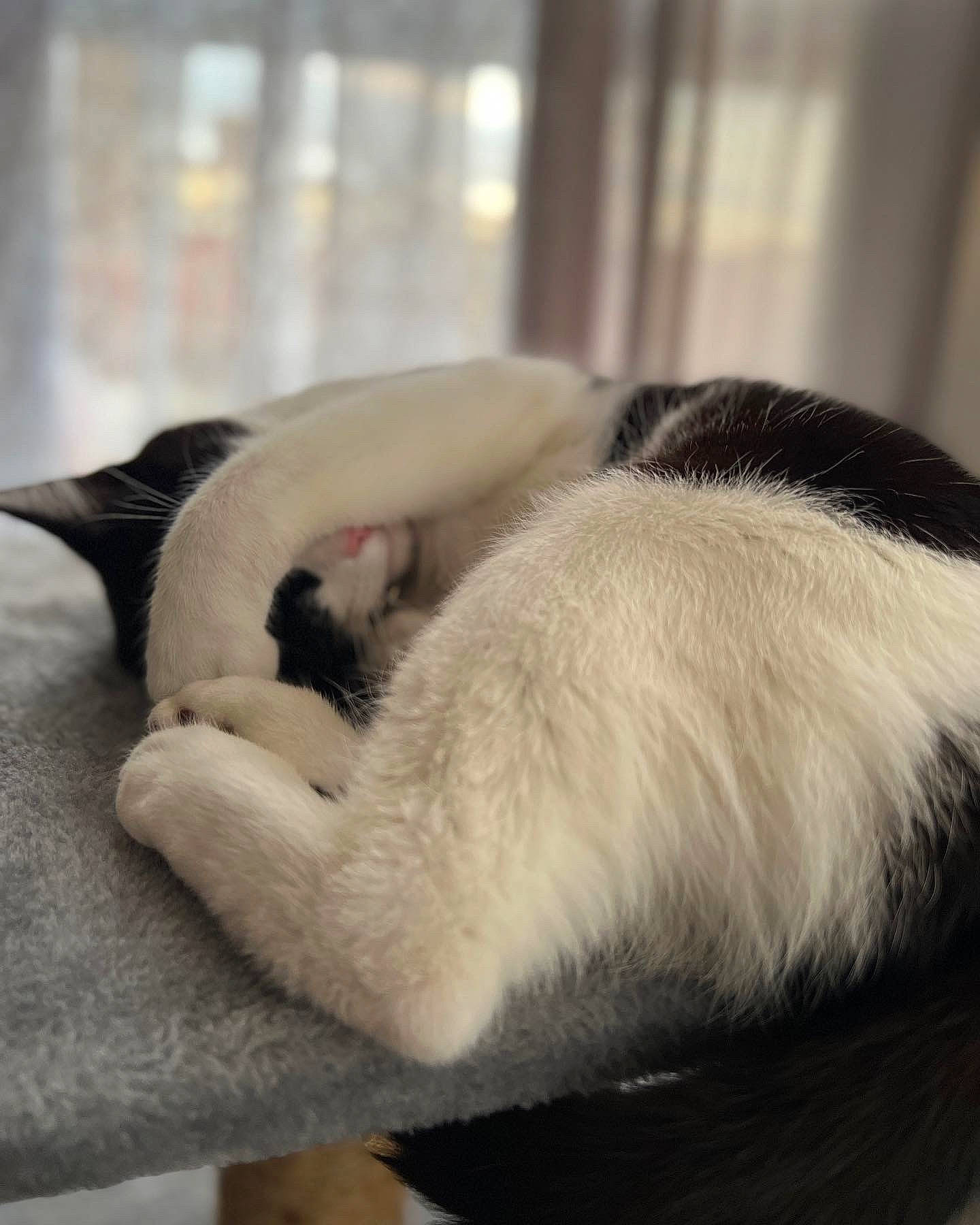 Arya joined the competition — help win amazing prizes! canidae, carnivore, cat, cat_supply, claw, collar, comfort, companion_dog, dog_breed, fawn, felidae, fur, nap, non_sporting_group, paw, small_to_medium_sized_cats, sporting_group, tail, terrestrial_animal, whiskers