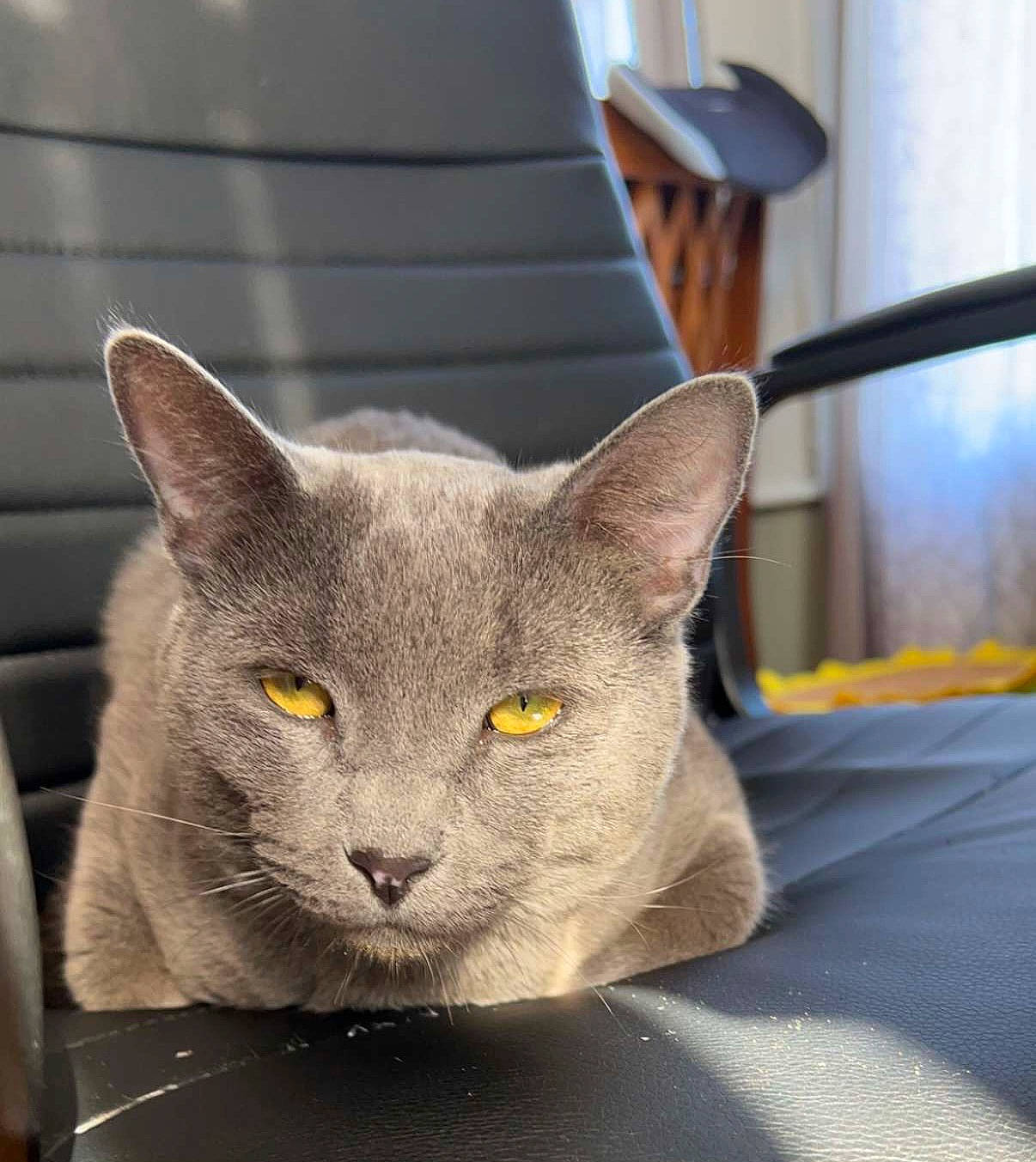 Finn is registered to the contest to win money with this photo: carnivore, cat, chair, domestic_short_haired_cat, felidae, fur, grey, russian_blue, small_to_medium_sized_cats, snout, whiskers
