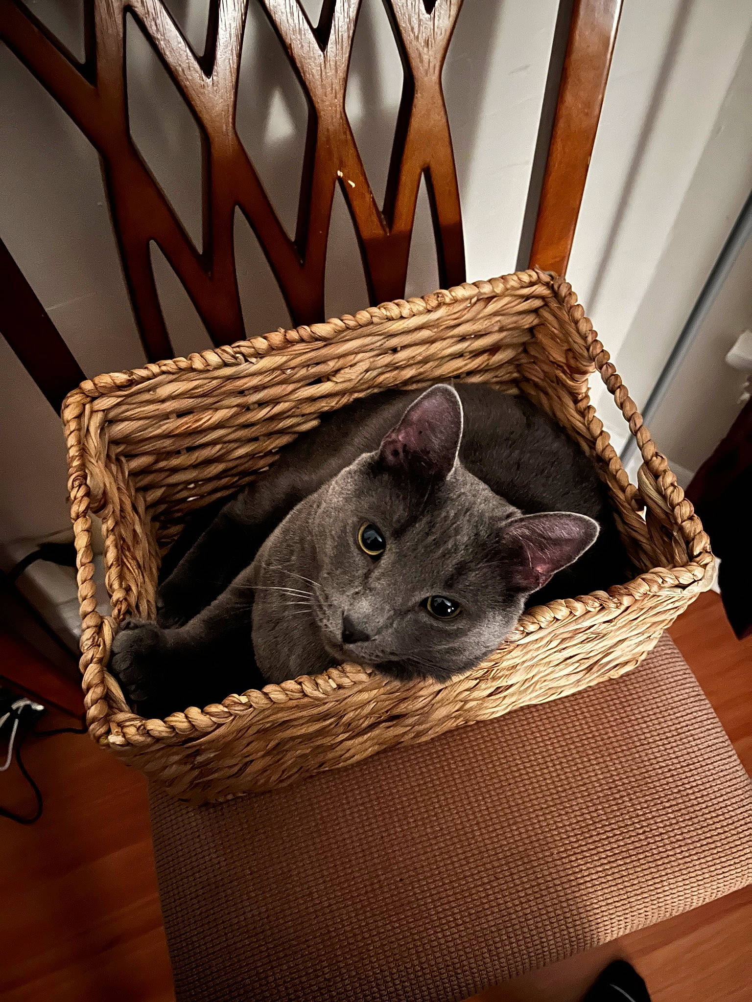 Finn is registered to the contest to win money with this photo: black_cat, box, cage, carnivore, cat, cat_supply, ceiling, comfort, domestic_short_haired_cat, fawn, felidae, fur, hardwood, linens, room, small_to_medium_sized_cats, table, whiskers, wood, wood_stain