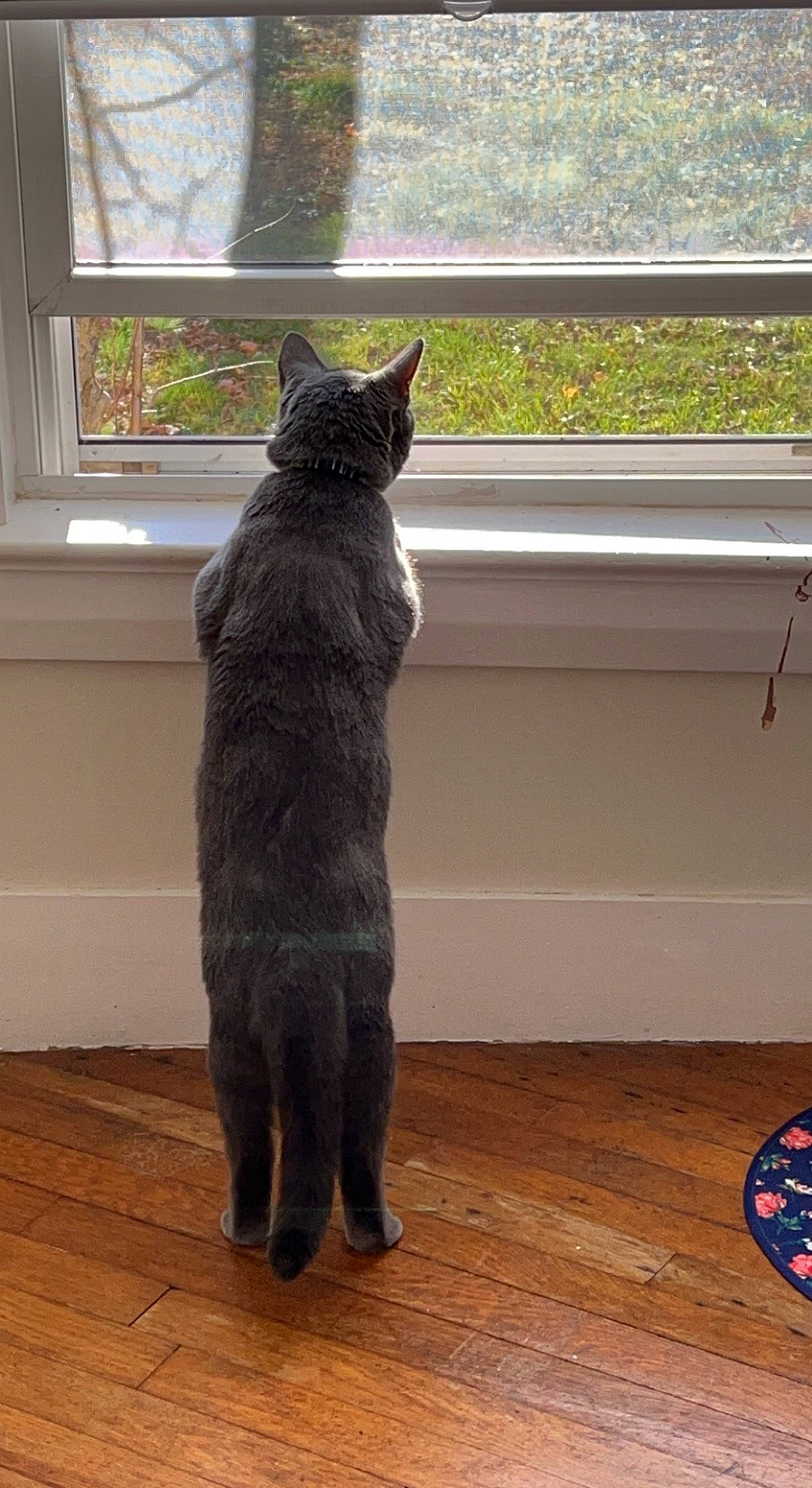 Finn joined the competition — help win amazing prizes! carnivore, cat, dog_breed, domestic_short_haired_cat, felidae, floor, flooring, fur, grey, hardwood, laminate_flooring, mammal, small_to_medium_sized_cats, snout, tail, terrestrial_animal, whiskers, window, wood, wood_flooring