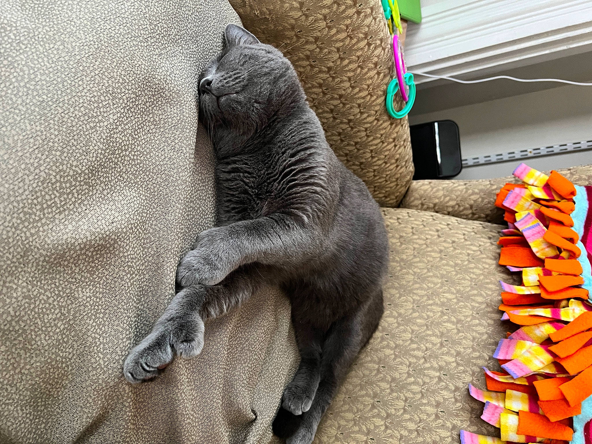 Finn joined the competition — help win amazing prizes! art, canidae, carnivore, carpet, comfort, companion_dog, dog_breed, dog_supply, felidae, flooring, fur, grey, room, sporting_group, stuffed_toy, tail, terrestrial_animal, toy