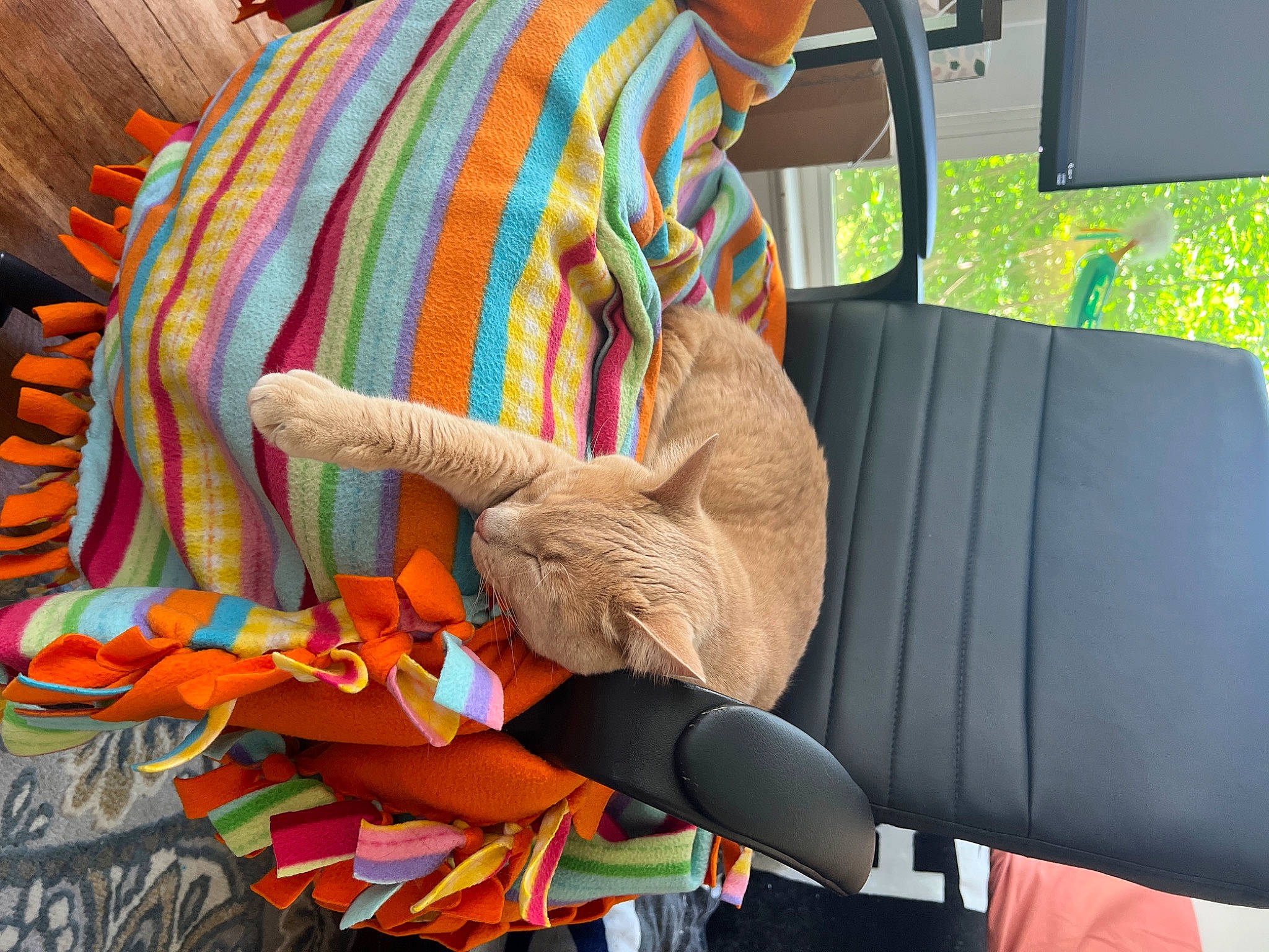 Stewie is registered to the contest to win money with this photo: art, auto_part, car, car_seat, car_seat_cover, comfort, family_car, fawn, fur, head_restraint, linens, motor_vehicle, pattern, recreation, steering_wheel, stuffed_toy, tartan, vehicle, vehicle_door, working_animal