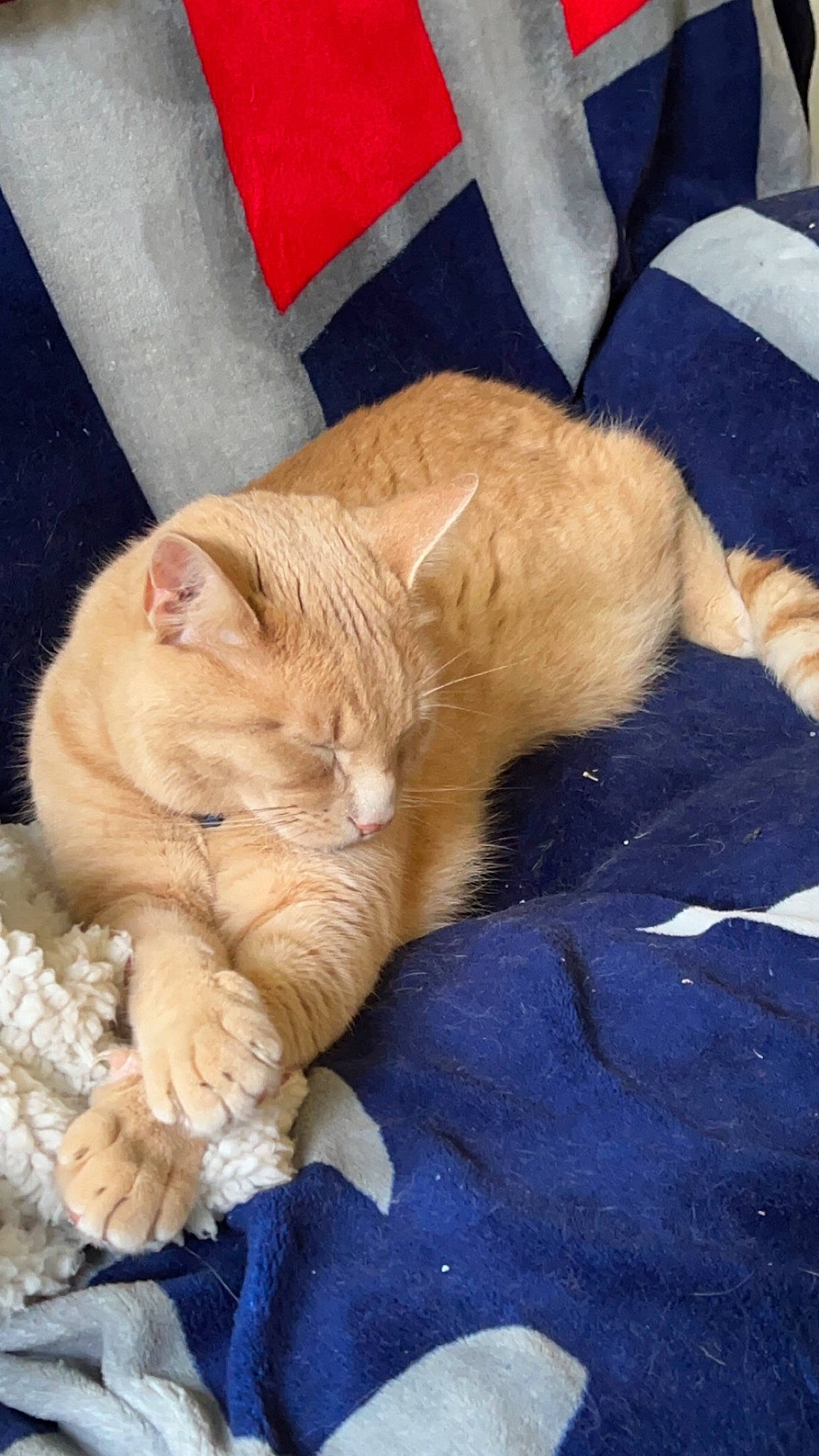 Stewie is registered to the contest to win money with this photo: carnivore, cat, claw, comfort, companion_dog, dog_breed, domestic_short_haired_cat, fawn, felidae, foot, fur, gesture, human_leg, mammal, nap, paw, small_to_medium_sized_cats, tail, terrestrial_animal, whiskers