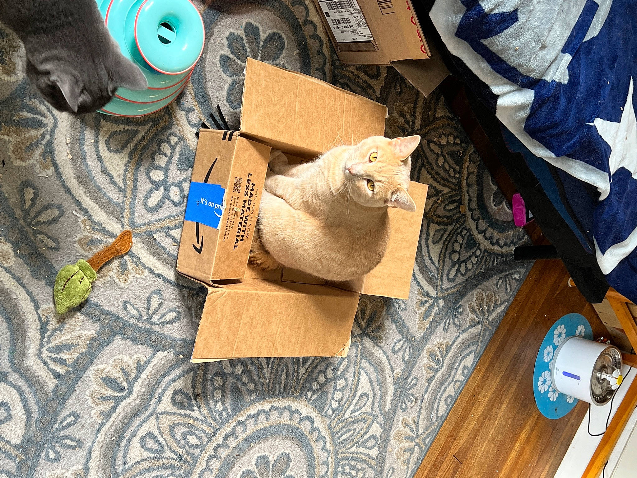 Stewie joined the competition — help win amazing prizes! bag, carnivore, cat, domestic_short_haired_cat, fawn, felidae, flag, fur, linens, paper, paper_product, pattern, plastic, shipping_box, small_to_medium_sized_cats, stuffed_toy, textile, toy, whiskers, wood