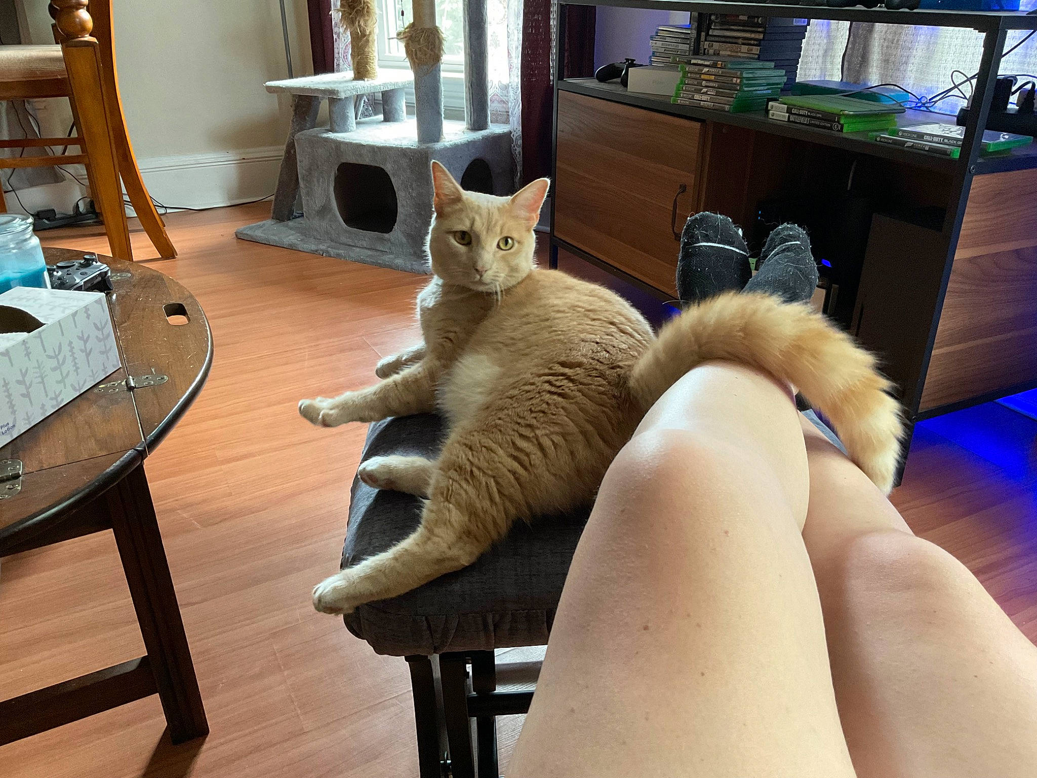 Stewie joined the competition — help win amazing prizes! bookcase, carnivore, cat, chair, comfort, fawn, felidae, floor, flooring, furniture, hardwood, lap, living_room, room, shelf, small_to_medium_sized_cats, table, tail, whiskers, wood