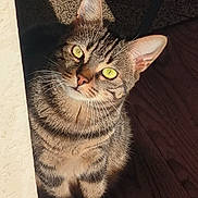 Félina participe au concours pour gagner de l'argent avec cette photo : abyssinian, animal, cat, egyptiancat, hardwood, kitten, manx, pet, plywood, wood