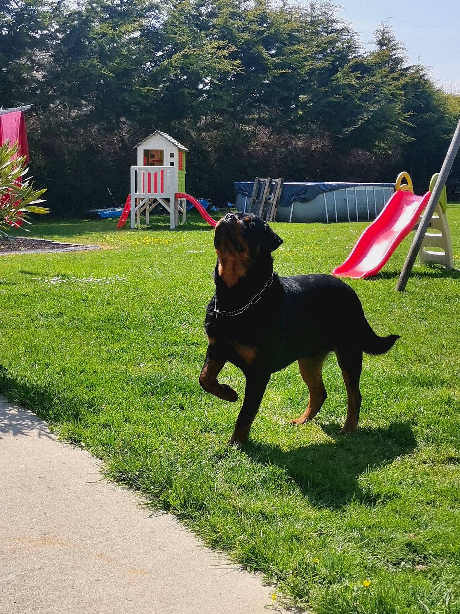 Ruben participe au concours pour gagner de l'argent avec cette photo : carnivore, collar, companion_dog, dog, dog_breed, dog_collar, dog_supply, fawn, garden, grass, guard_dog, lawn, plant, sky, sporting_group, tail, tree, working_animal, working_dog, yard