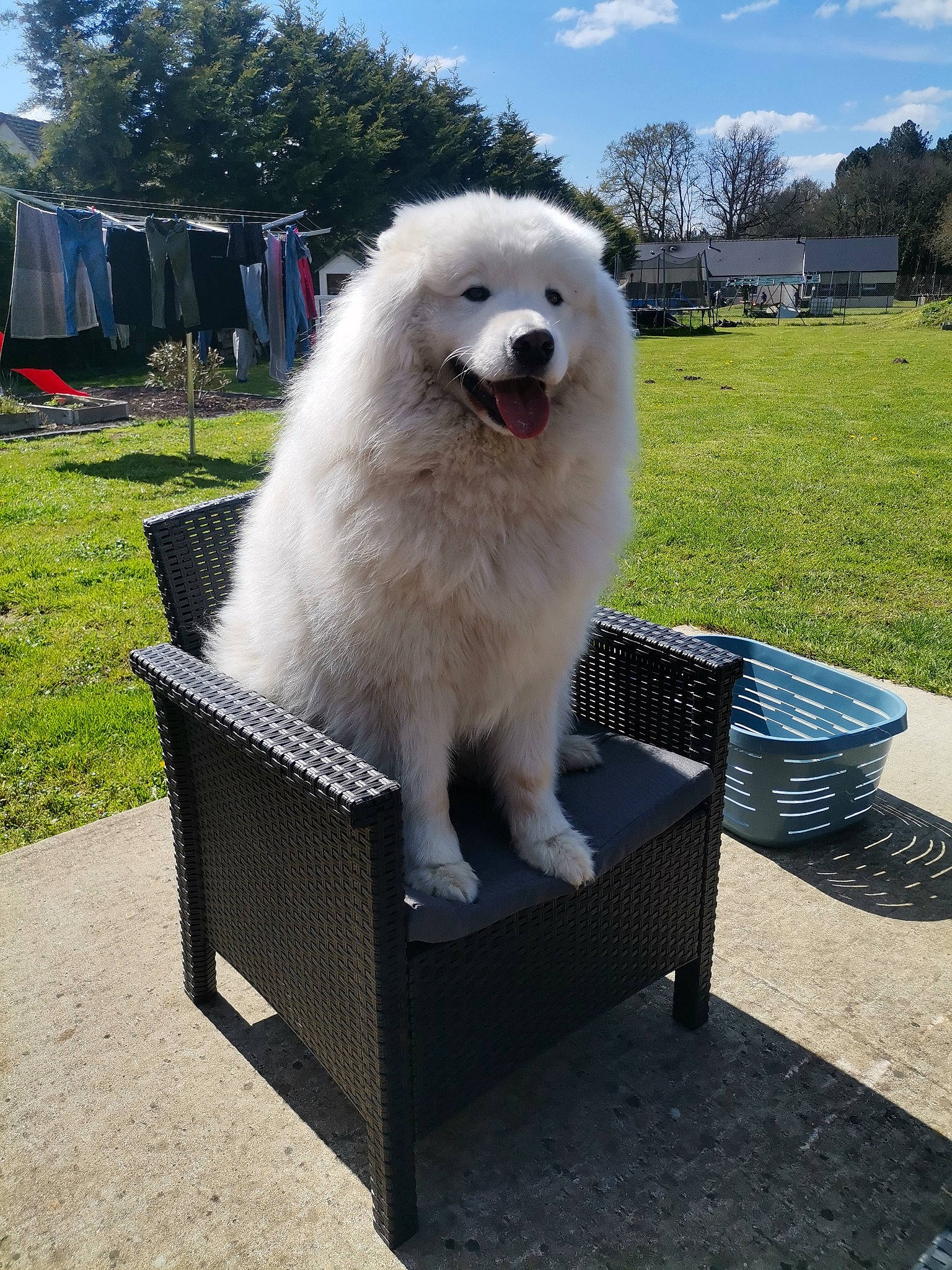 Pepsi a rejoint le concours — aidez-le/la à gagner de superbes lots ! carnivore, chair, cloud, companion_dog, dog, dog_breed, dog_supply, german_spitz, grass, leisure, outdoor_furniture, plant, recreation, samoyed, sky, spitz, sporting_group, tent, tree, wheel