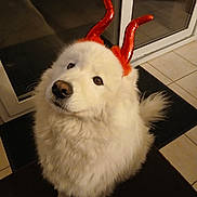 Pepsi a rejoint le concours — aidez-le/la à gagner de superbes lots ! animal, companion, costume, cute, devil_horns, dog, domestic, floor_tiles, fluffy, funny, furry, glass_door, indoor, looking_up, mat, mischievous, pet, playful, portrait, white_dog