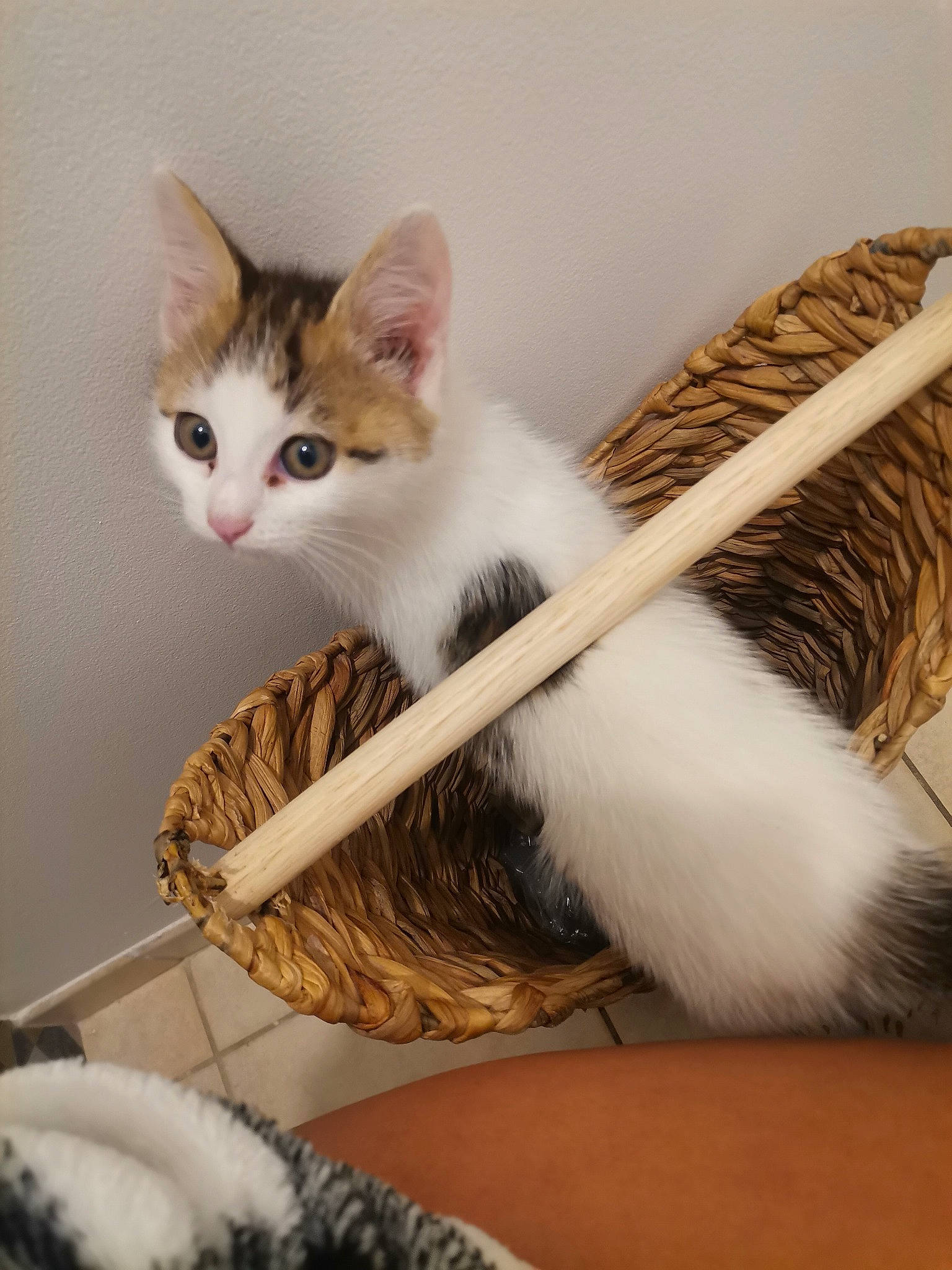 Epinette a rejoint le concours — aidez-le/la à gagner de superbes lots ! box, carnivore, cat, comfort, domestic_short_haired_cat, fawn, felidae, foot, fur, iris, mammal, paw, sitting, small_to_medium_sized_cats, snout, tail, tree, vertebrate, whiskers, wood