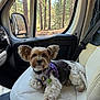 car_seat, companion, curious, daytime, dog, ears, fluffy, forest, indoor, leather_seat, pet, purple_harness, relaxed, seatbelt, side_mirror, small_dog, sunlight, trees, vehicle_interior, window