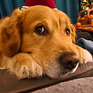 Yoda participe au concours pour gagner de l'argent avec cette photo : dog, golden_retriever, close_up, indoor, resting, table, fruit, christmas_tree, decorations, cozy, pet, fur, animal, mammal, cute, relaxing, home, comfort, face, expression