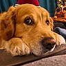 dog, golden_retriever, close_up, indoor, resting, table, fruit, christmas_tree, decorations, cozy, pet, fur, animal, mammal, cute, relaxing, home, comfort, face, expression
