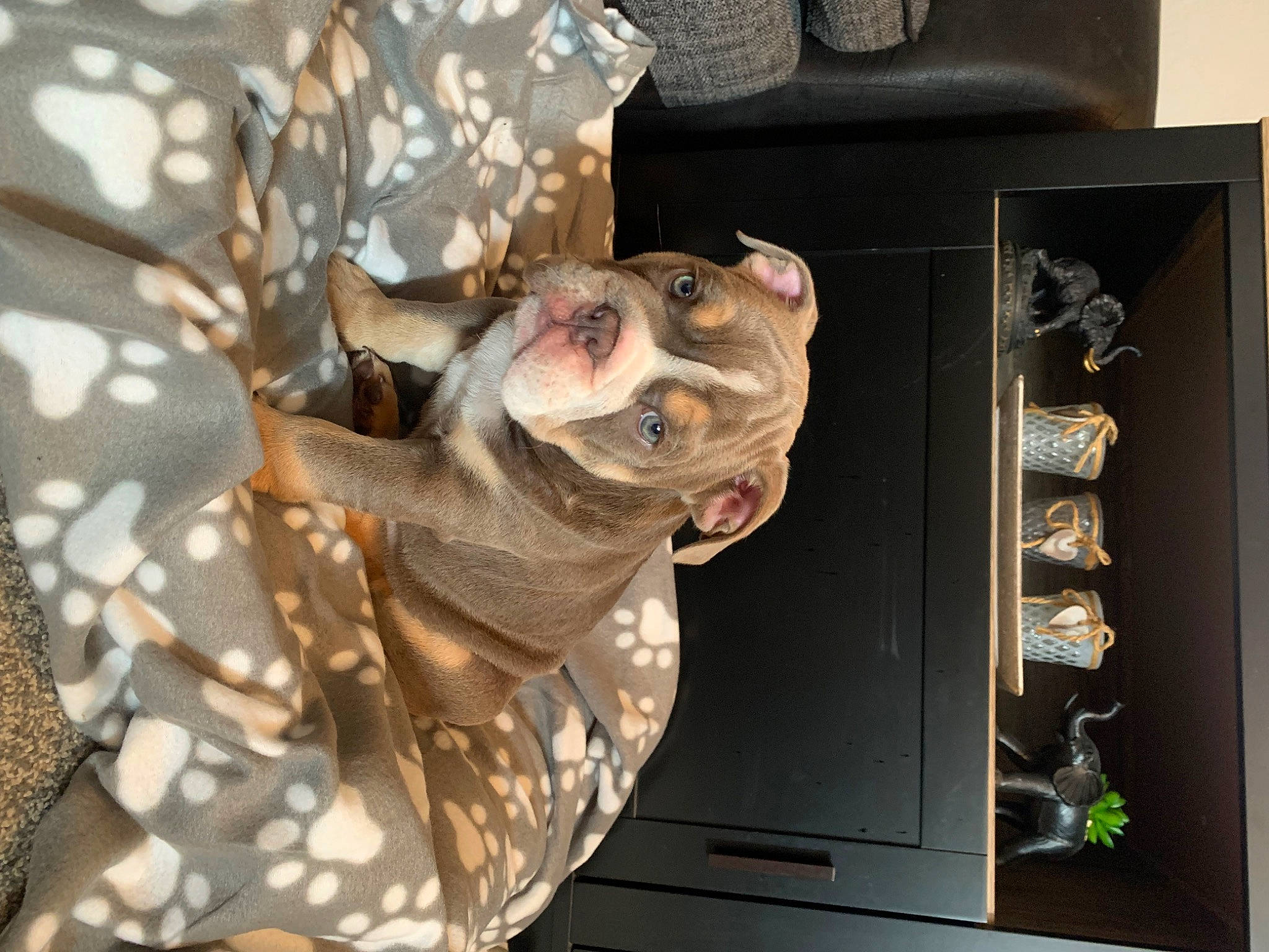 Noonoo joined the competition — help win amazing prizes! army, art, braque_francais, camouflage, canidae, carnivore, dog, dog_breed, fawn, felidae, fur, giraffidae, glass, guard_dog, military_camouflage, small_to_medium_sized_cats, sporting_group, tail, whiskers, wood