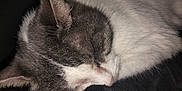 Ninnin a rejoint le concours — aidez-le/la à gagner de superbes lots ! animal, cat, close_up, cozy, cute, domestic_cat, feline, fur, gray, indoors, mammal, peaceful, pet, portrait, relaxation, resting, sleeping, soft, whiskers, white
