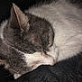 animal, cat, close_up, cozy, cute, domestic_cat, feline, fur, gray, indoors, mammal, peaceful, pet, portrait, relaxation, resting, sleeping, soft, whiskers, white