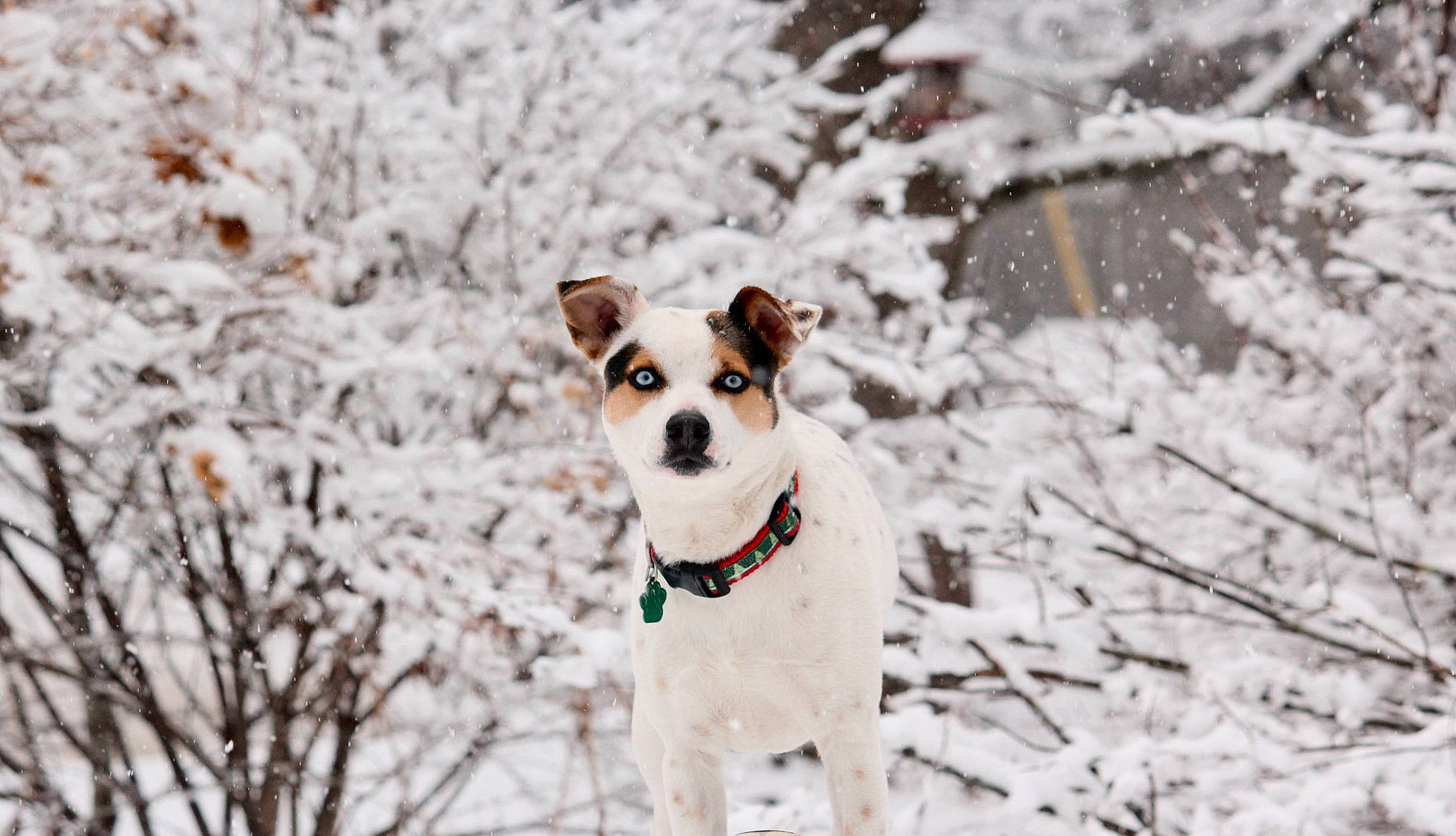 Kita is registered to the contest to win money with this photo: branch, canidae, carnivore, collar, companion_dog, dog, dog_breed, dog_collar, freezing, frost, geological_phenomenon, ice, precipitation, snout, snow, sporting_group, twig, winter, working_dog