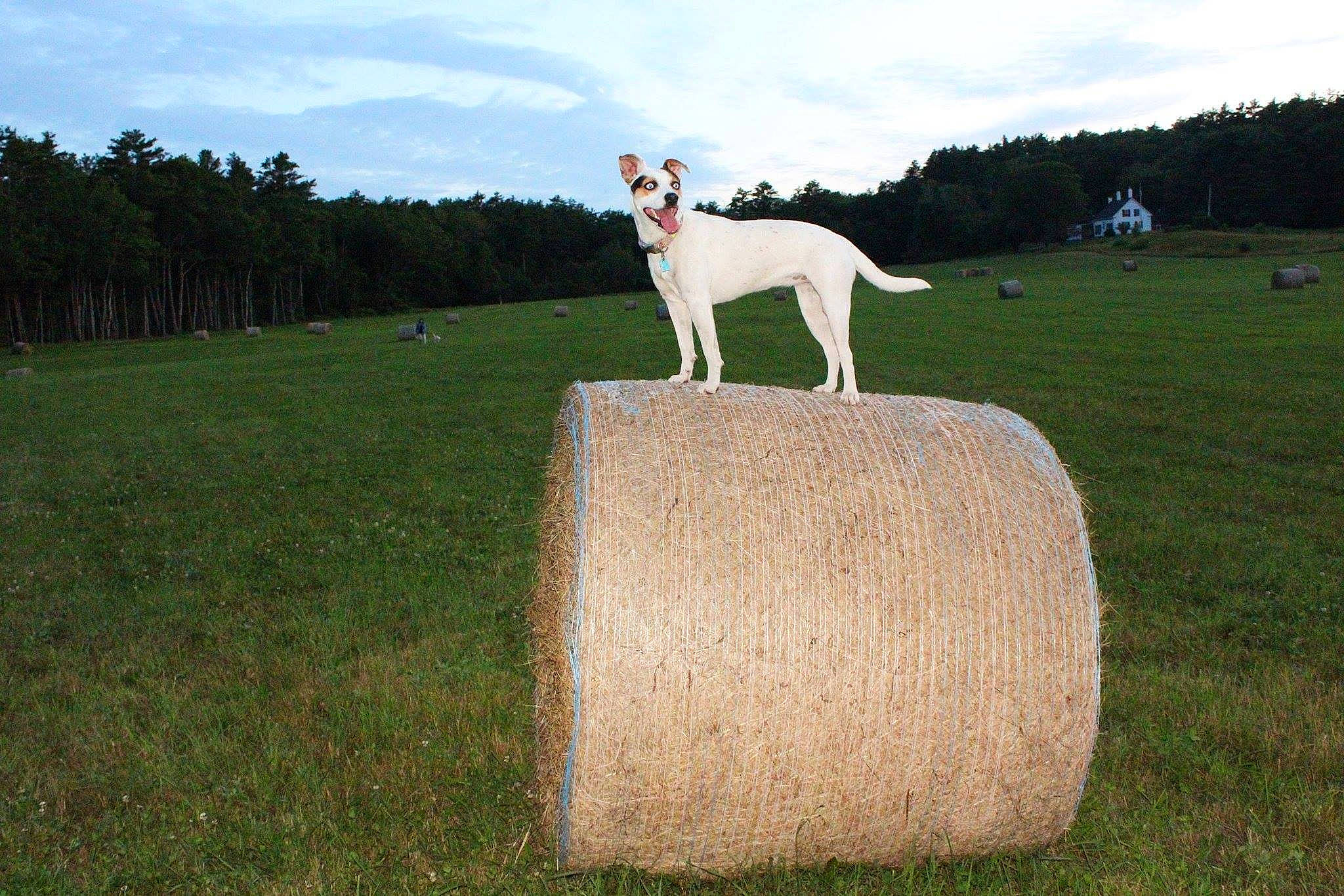 Kita joined the competition — help win amazing prizes! agriculture, alpaca, canidae, carnivore, companion_dog, dog_breed, farm, field, fur, grass, grass_family, grassland, hay, land_lot, meadow, pasture, plain, prairie, straw, working_animal