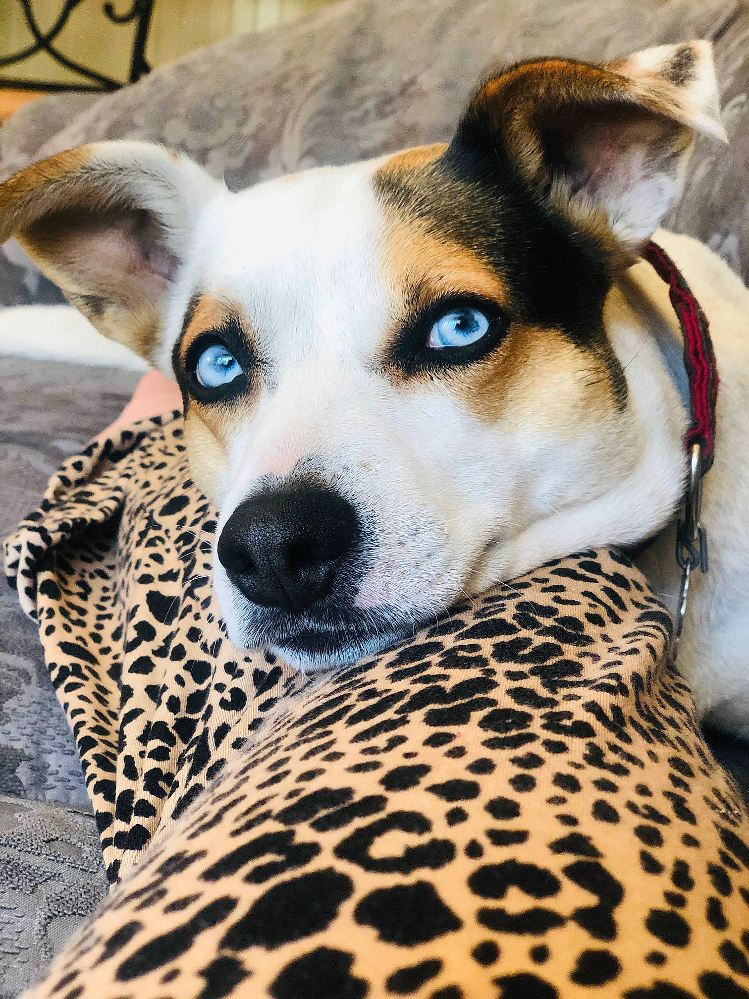 Kita joined the competition — help win amazing prizes! canidae, carnivore, collar, companion_dog, dog, dog_breed, dog_collar, dog_supply, fawn, pet_supply, snout, whiskers, working_animal, working_dog