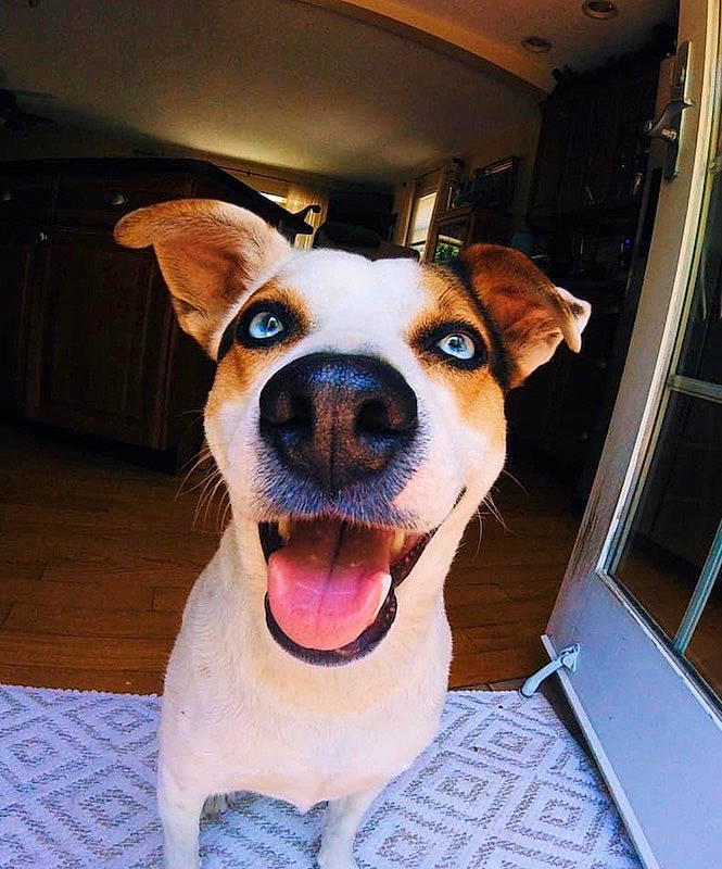 Kita is registered to the contest to win money with this photo: canidae, carnivore, collar, companion_dog, dog, dog_breed, dog_collar, fawn, floor, flooring, jaw, pet_supply, snout, sporting_group, tongue, tooth, vertebrate, whiskers, wood_stain, working_animal