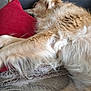 animal, blanket, canine, comfort, couch, cozy, dog, fluffy, fur, furniture, golden_retriever, home, indoors, laying_down, nap, pet, red_pillow, relaxation, resting, sleeping